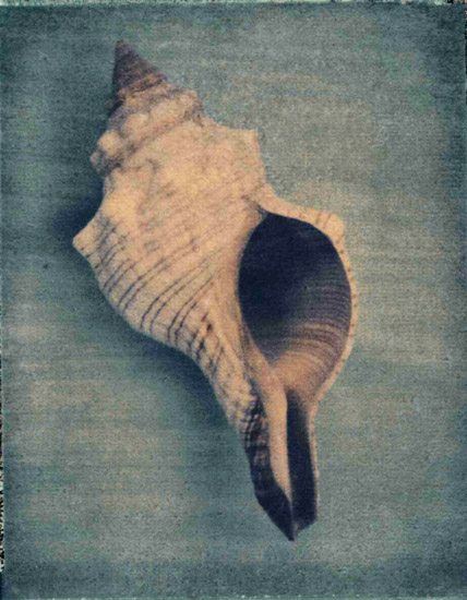 Compatible Stillleben Jahrriesnge  for conch-lpf00177 