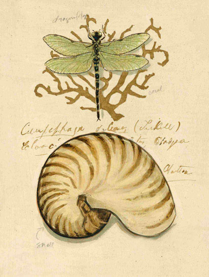 Compatible Stillleben Jahrriesnge  for dragonfly-lpf00195 