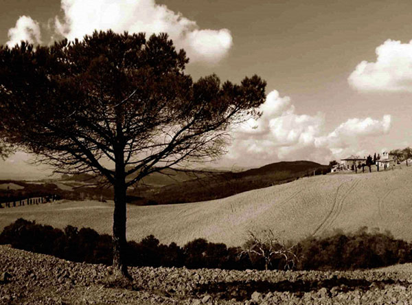 Compatible Landschaft JAHRRIESNGE  for trees-lpf00757 