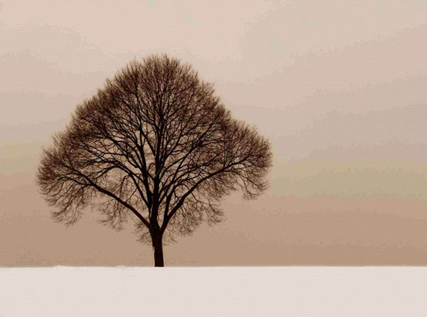 Compatible Landschaft JAHRRIESNGE  for trees-lpf00758 