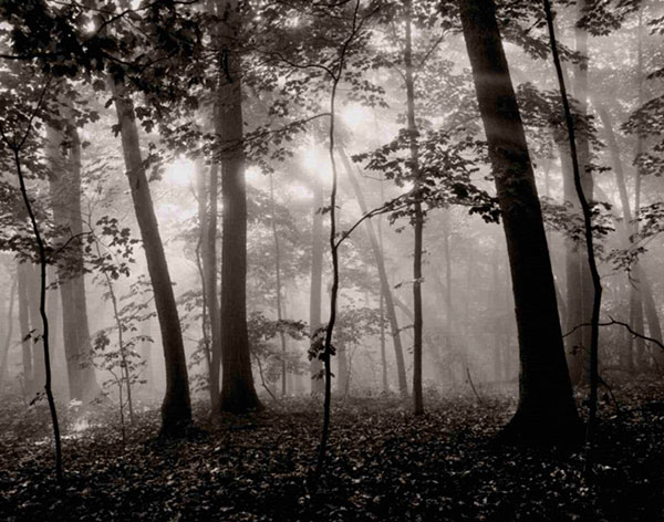 Compatible Landschaft JAHRRIESNGE  for forest-lpf00763 