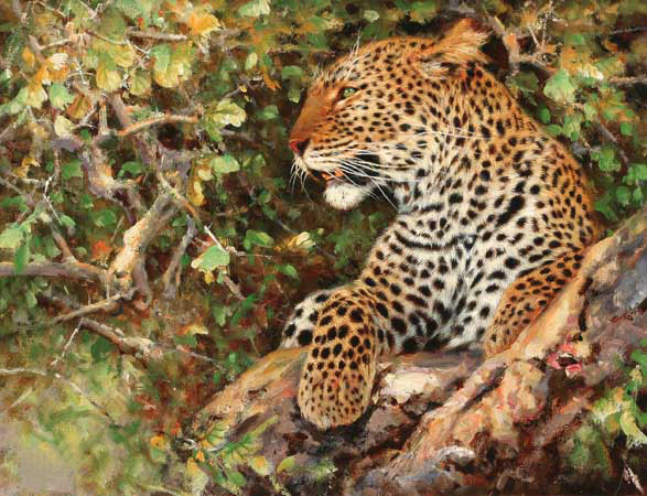 Compatible Tiere Jahrriesnge  for leopard-lpf02565 