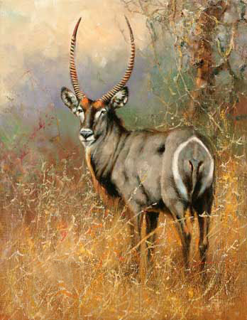 Compatible Tiere Jahrriesnge  for antelope-lpf02568 