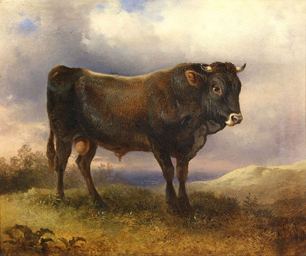 Compatible Tiere Jahrriesnge  for Angus-cattle-lpf02596 