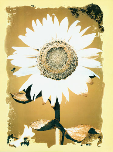 Compatible Blumen JAHRRIESNGE  for flower lpf04587 