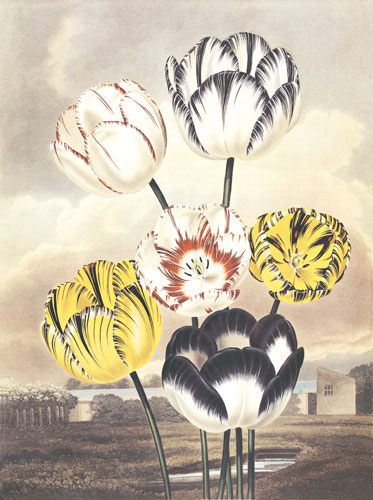 Compatible Blumen JAHRRIESNGE  for flower lpf04701 