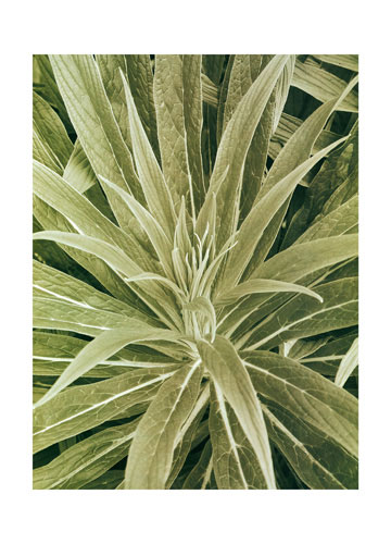 Compatible Blumen JAHRRIESNGE  for flowers lpf04865 