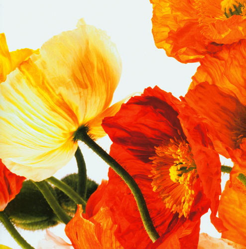 Compatible Blumen JAHRRIESNGE  for flowers lpf04989 