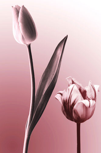 Compatible Blumen JAHRRIESNGE  for flowers lpf05088 