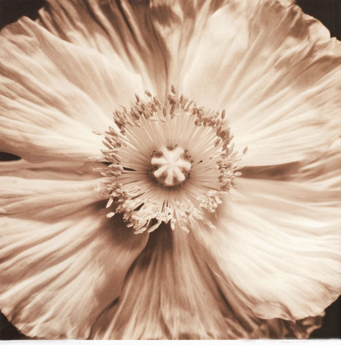 Compatible Blumen JAHRRIESNGE  for flowers lpf05093 