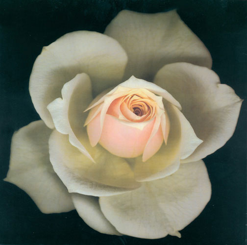 Compatible Blumen JAHRRIESNGE  for flowers lpf05418 