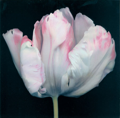 Compatible Blumen JAHRRIESNGE  for flowers lpf05421 