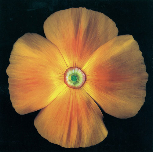 Compatible Blumen JAHRRIESNGE  for flowers lpf05425 