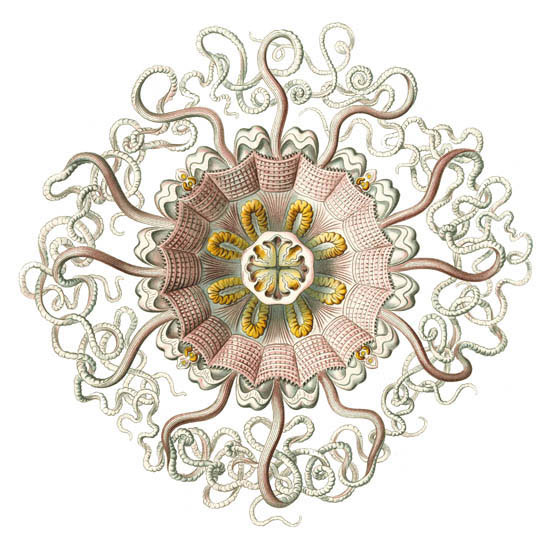 Compatible Abstrakt Jahrriesnge  for colorful-lpf06396 