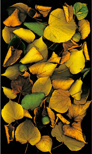 Compatible Blumen JAHRRIESNGE  for flowers-lpf06752 