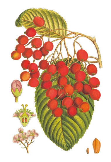 Compatible Blumen JAHRRIESNGE  for flowers-lpf06764 