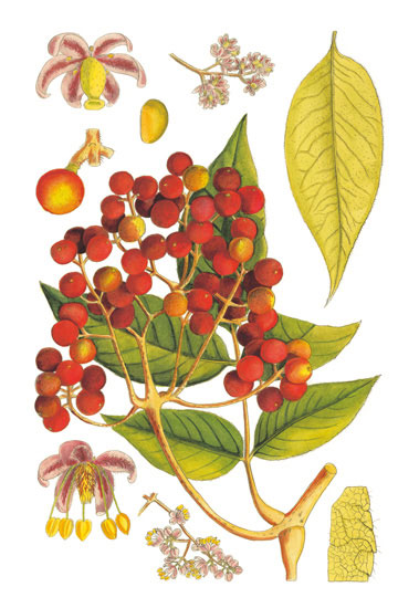 Compatible Blumen JAHRRIESNGE  for flowers-lpf06766 