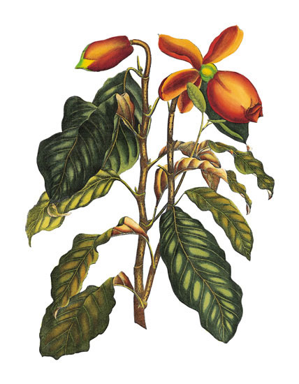 Compatible Blumen JAHRRIESNGE  for flowers-lpf06777 