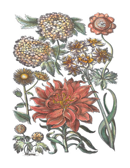 Compatible Blumen JAHRRIESNGE  for flowers-lpf06780 