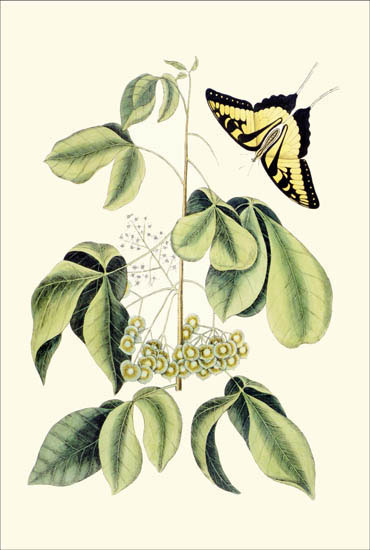 Compatible Blumen JAHRRIESNGE  for flowers-lpf06783 