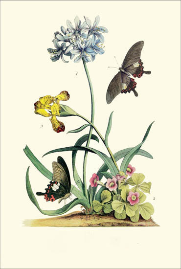 Compatible Blumen JAHRRIESNGE  for flowers-lpf06787 