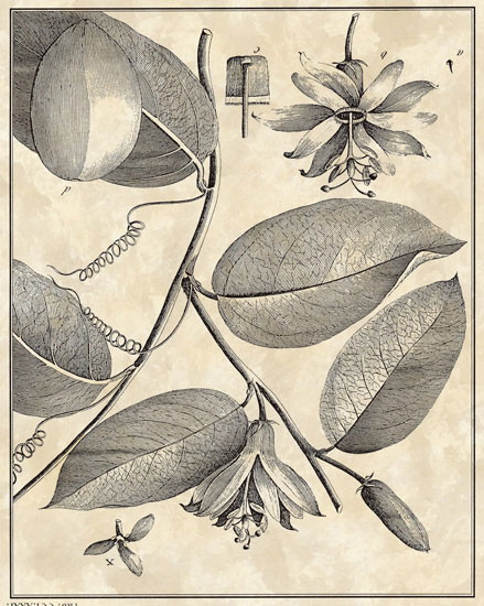 Compatible Blumen JAHRRIESNGE  for flowers-lpf06795 