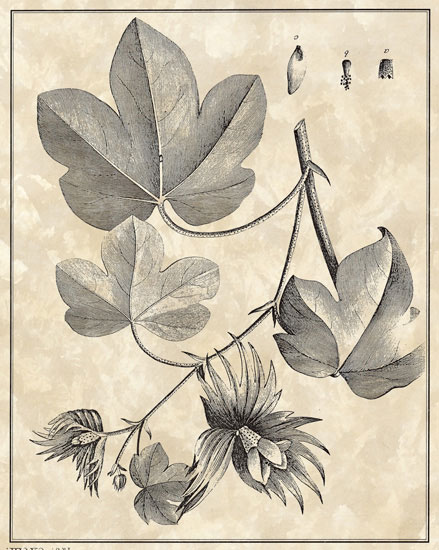 Compatible Blumen JAHRRIESNGE  for flowers-lpf06796 