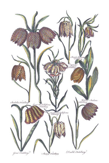 Compatible Blumen JAHRRIESNGE  for flowers-lpf06819 