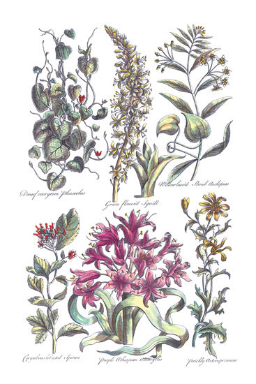 Compatible Blumen JAHRRIESNGE  for flowers-lpf06820 