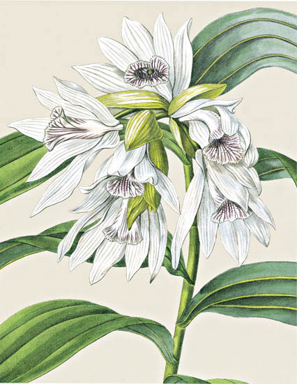 Compatible Blumen JAHRRIESNGE  for flowers-lpf06827 