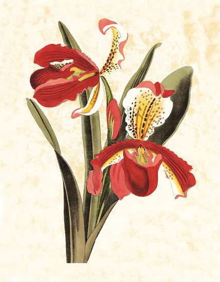 Compatible Blumen JAHRRIESNGE  for flowers-lpf06829 