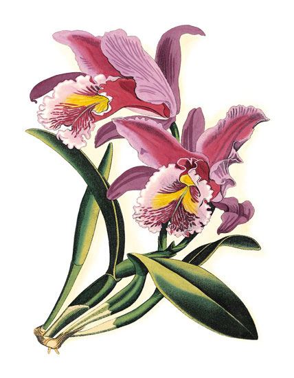 Compatible Blumen JAHRRIESNGE  for flowers-lpf06831 