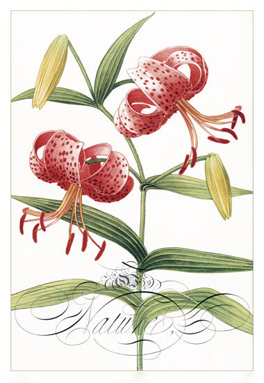 Compatible Blumen JAHRRIESNGE  for flowers-lpf06834 