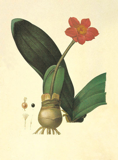 Compatible Blumen JAHRRIESNGE  for flowers-lpf06854 