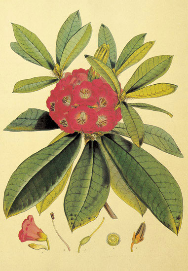 Compatible Blumen JAHRRIESNGE  for flowers-lpf06859 