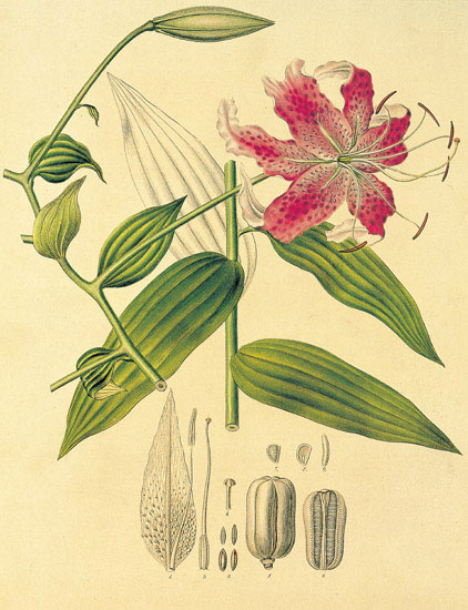 Compatible Blumen JAHRRIESNGE  for flowers-lpf06861 