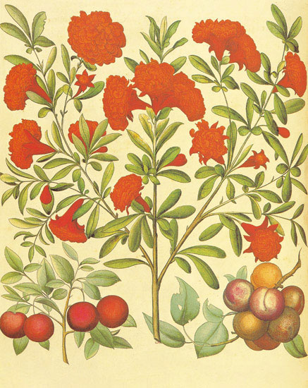 Compatible Blumen JAHRRIESNGE  for flowers-lpf06862 