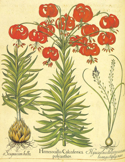 Compatible Blumen JAHRRIESNGE  for flowers-lpf06863 