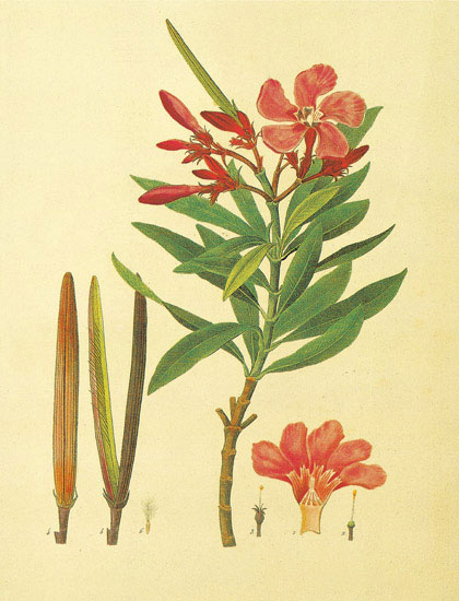 Compatible Blumen JAHRRIESNGE  for flowers-lpf06872 