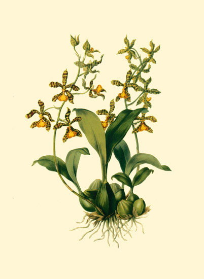 Compatible Blumen JAHRRIESNGE  for flowers-lpf06874 