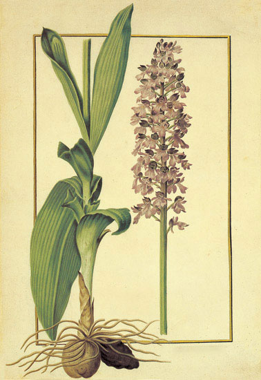 Compatible Blumen JAHRRIESNGE  for flowers-lpf06879 