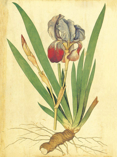 Compatible Blumen JAHRRIESNGE  for flowers-lpf06881 