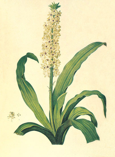 Compatible Blumen JAHRRIESNGE  for flowers-lpf06883 