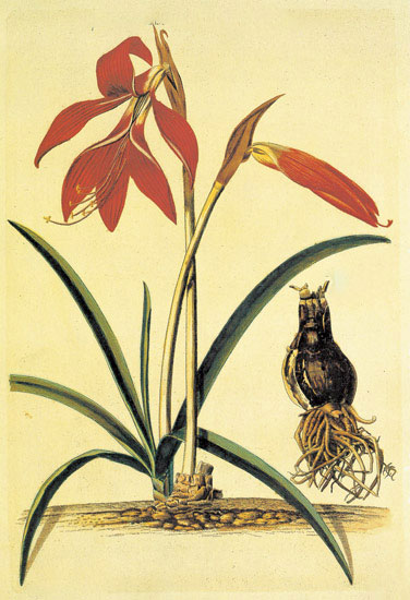 Compatible Blumen JAHRRIESNGE  for flowers-lpf06886 