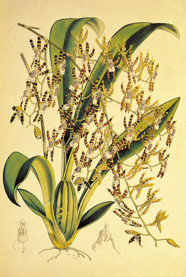 Compatible Blumen JAHRRIESNGE  for flowers-lpf06891 