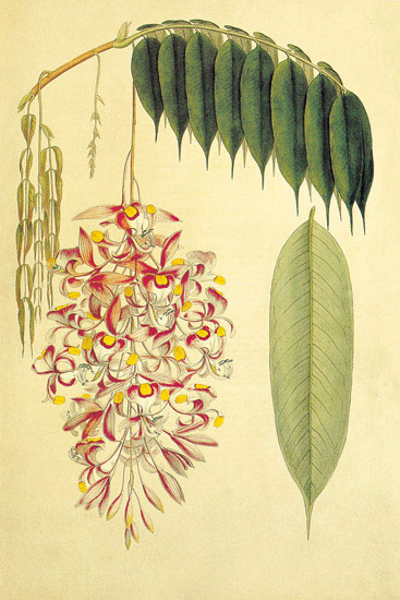 Compatible Blumen JAHRRIESNGE  for flowers-lpf06893 