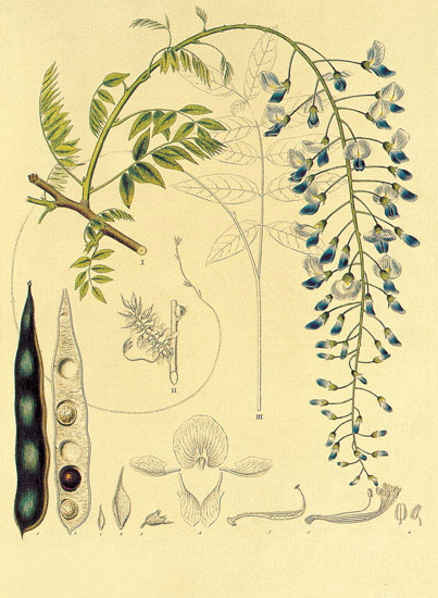 Compatible Blumen JAHRRIESNGE  for flowers-lpf06894 