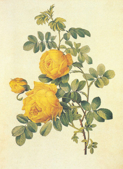 Compatible Blumen JAHRRIESNGE  for flowers-lpf06941 