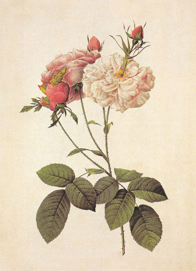 Compatible Blumen JAHRRIESNGE  for flowers-lpf06943 