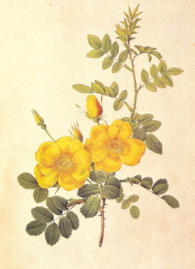 Compatible Blumen JAHRRIESNGE  for flowers-lpf06945 